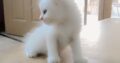 PERSIAN KITTENS, 03302452022