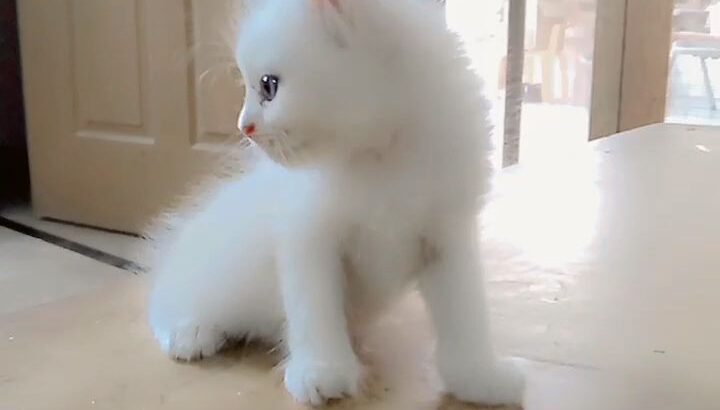 PERSIAN KITTENS, 03302452022